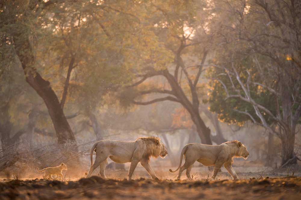 Mana Pools National Park safari Zimbabwe